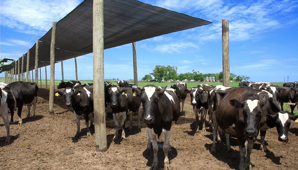 Pronostican una caída de la producción mundial de leche: Argentina, uno de los países más afectados